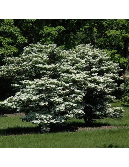 Viburnum plicatum Kalina japońska Summer Snowflake
