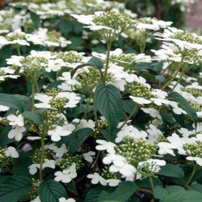Summer Snowflake Viburnum plicatum Kalina japońska