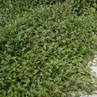 Repens Irga wierzbolistna Cotoneaster salicifolius 2