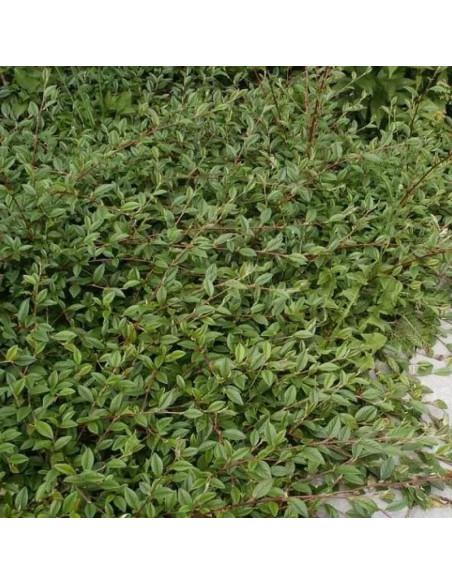 Cotoneaster salicifolius Irga wierzbolistna Repens