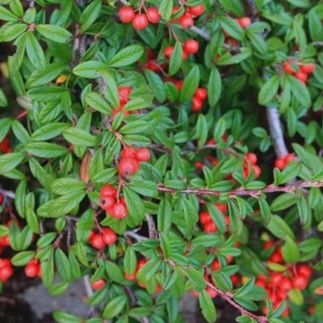 Repens Irga wierzbolistna Cotoneaster salicifolius