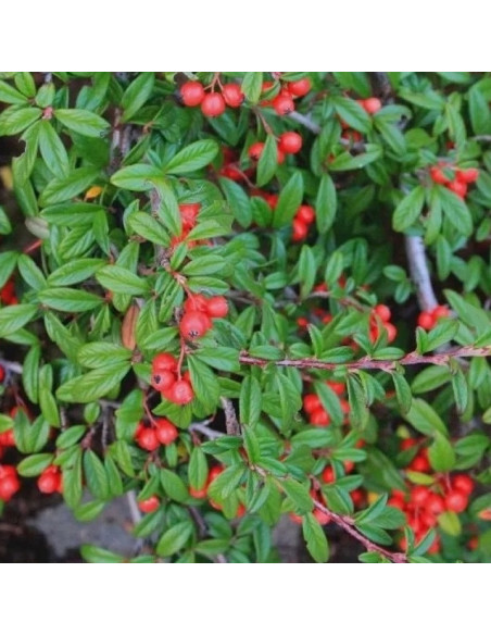 Repens Irga wierzbolistna Cotoneaster salicifolius