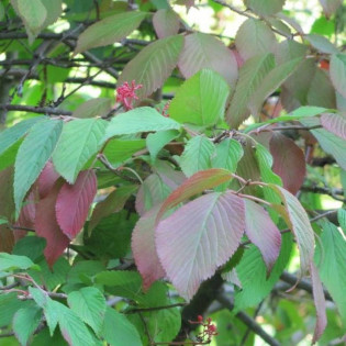 Kalina japońska St Keverne Viburnum plicatum 2