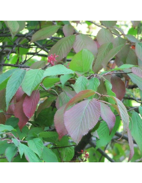Viburnum plicatum Kalina japońska St Keverne