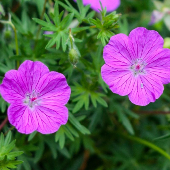 Bodziszek czerwony Roseum Geranium sanguineum