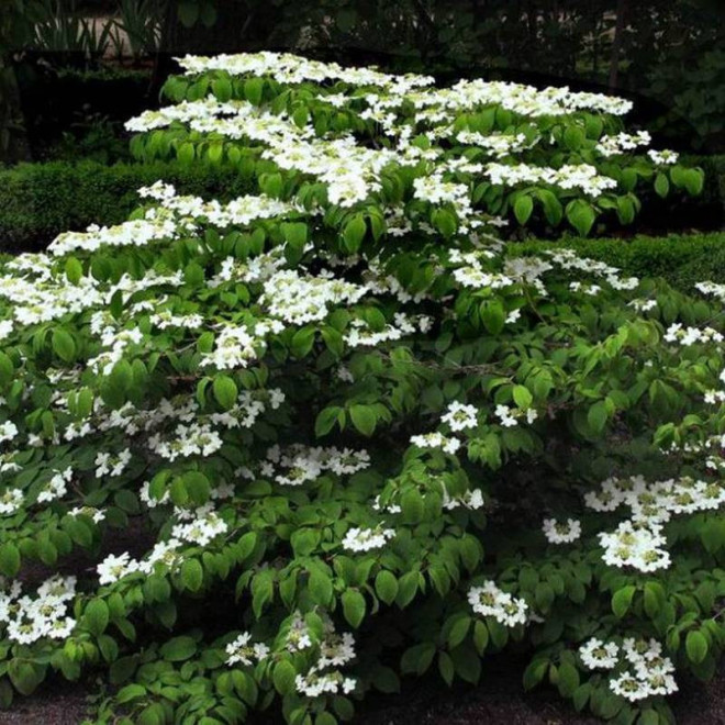 Kalina japońska St Keverne Viburnum plicatum