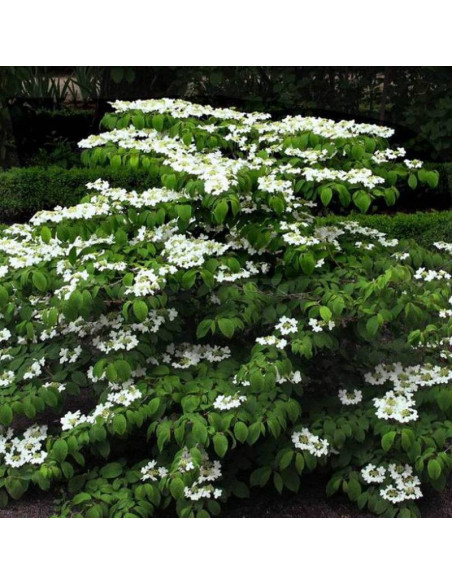 Kalina japońska St Keverne Viburnum plicatum