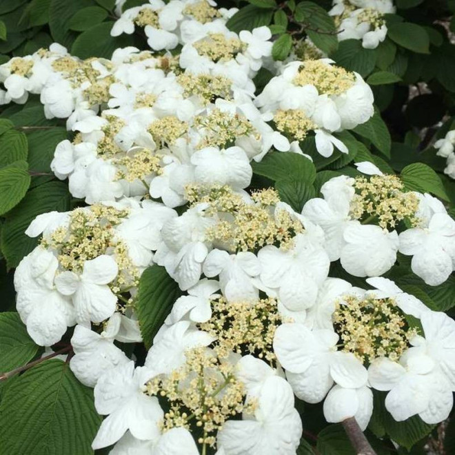 Mariesii Viburnum plicatum Kalina japońska