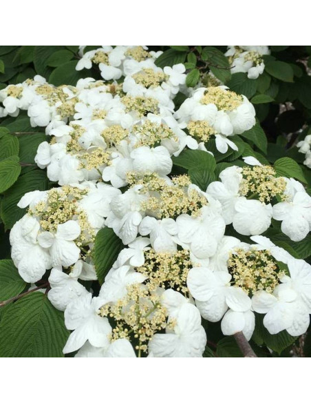Mariesii Viburnum plicatum Kalina japońska