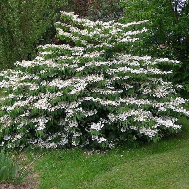 Viburnum plicatum Kalina japońska Mariesii