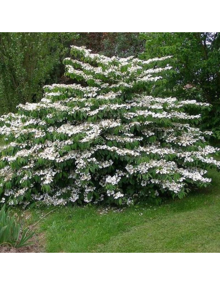 Viburnum plicatum Kalina japońska Mariesii