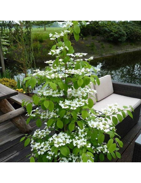 Viburnum plicatum Kalina japońska Mariesii