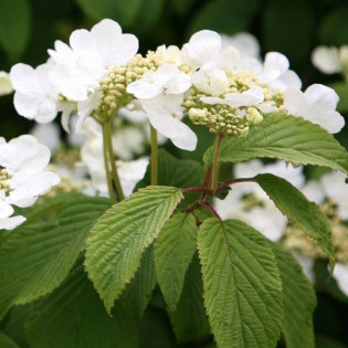 Viburnum plicatum Kalina japońska Mariesii 2