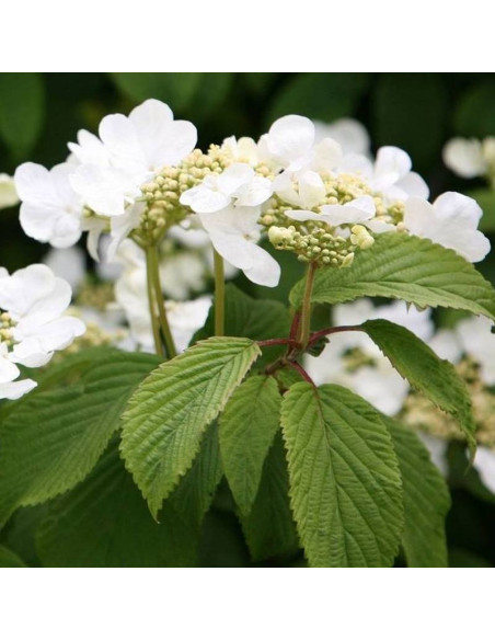 Kalina japońska Mariesii Viburnum plicatum
