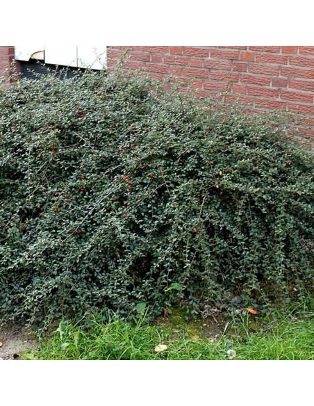 Ursynów Irga Cotoneaster