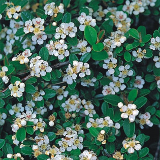 Ursynów Irga Cotoneaster 2