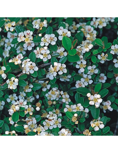 Cotoneaster Irga Ursynów