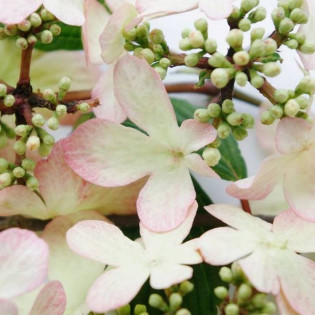 Kalina japońska Kilimandjaro Sunrise PBR Viburnum plicatum 2