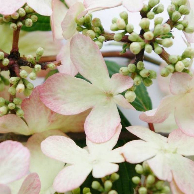 Viburnum plicatum Kalina japońska Kilimandjaro Sunrise PBR