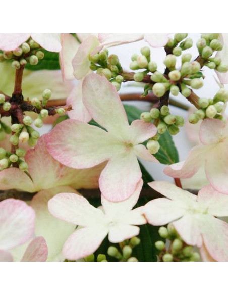 Viburnum plicatum Kalina japońska Kilimandjaro Sunrise PBR