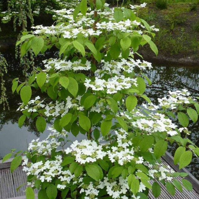 Kalina japońska Kilimandjaro Sunrise PBR Viburnum plicatum