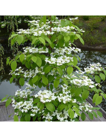 Kalina japońska Kilimandjaro Sunrise PBR Viburnum plicatum