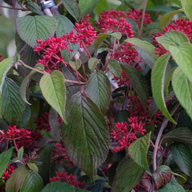 Kilimandjaro Sunrise PBR Viburnum plicatum Kalina japońska