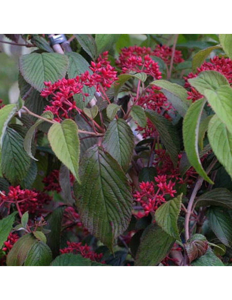 Kilimandjaro Sunrise PBR Viburnum plicatum Kalina japońska