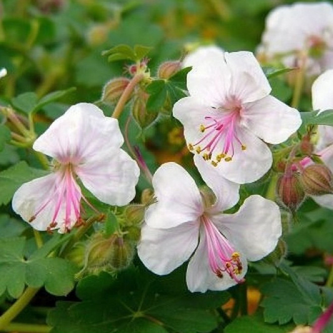 Bodziszek kantabryjski Biokovo Geranium cantabrigiense