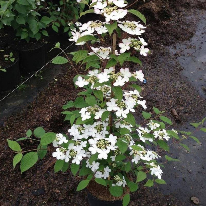 Kalina japońska Kilimandjaro PBR Viburnum plicatum