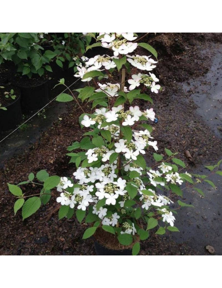 Kalina japońska Kilimandjaro PBR Viburnum plicatum