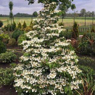 Kalina japońska Kilimandjaro PBR Viburnum plicatum 2
