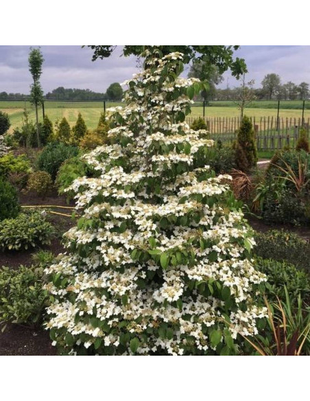 Viburnum plicatum Kalina japońska Kilimandjaro PBR