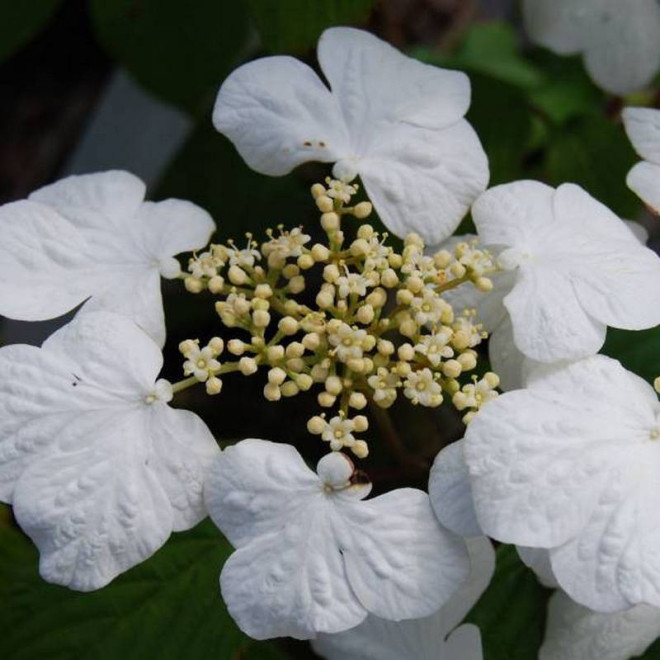 Viburnum plicatum Kalina japońska Cascade