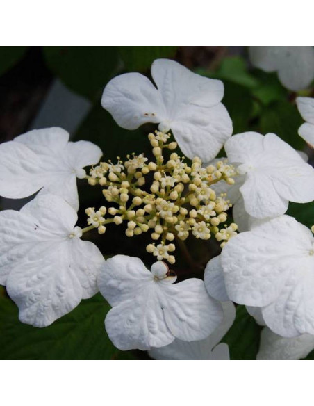 Viburnum plicatum Kalina japońska Cascade