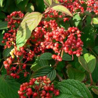 Viburnum plicatum Kalina japońska Cascade 2