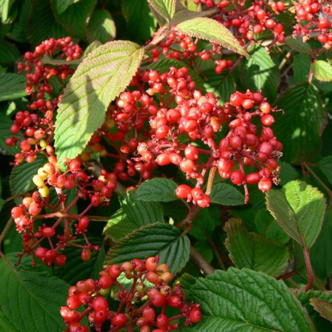 Kalina japońska Cascade Viburnum plicatum