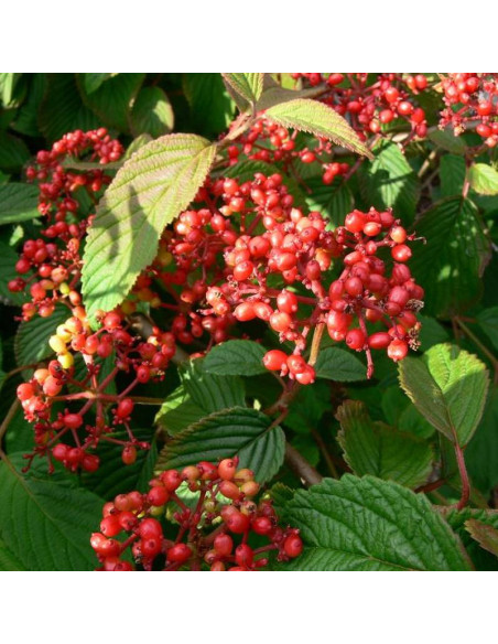 Kalina japońska Cascade Viburnum plicatum