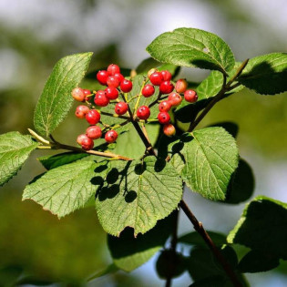 hordowina Viburnum lantana Kalina 2