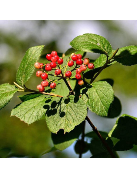 Kalina hordowina Viburnum lantana