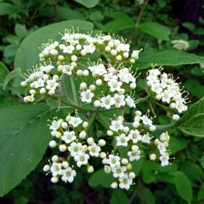Viburnum lantana Kalina hordowina