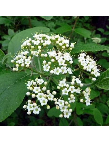 Viburnum lantana Kalina hordowina