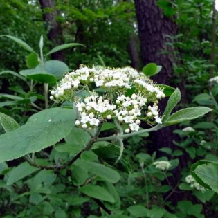 hordowina Viburnum lantana Kalina