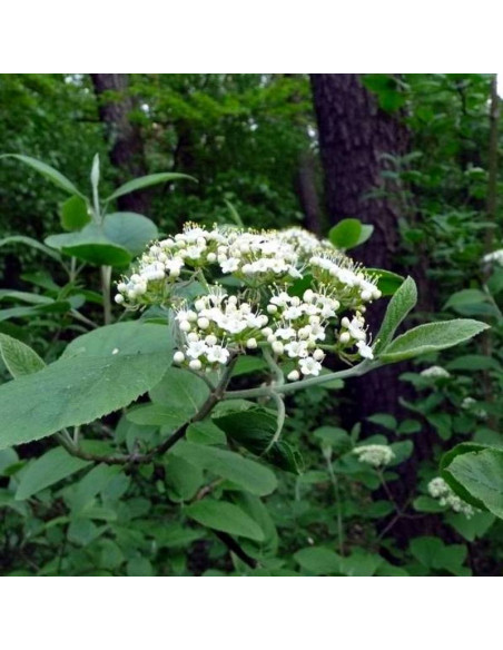 hordowina Viburnum lantana Kalina