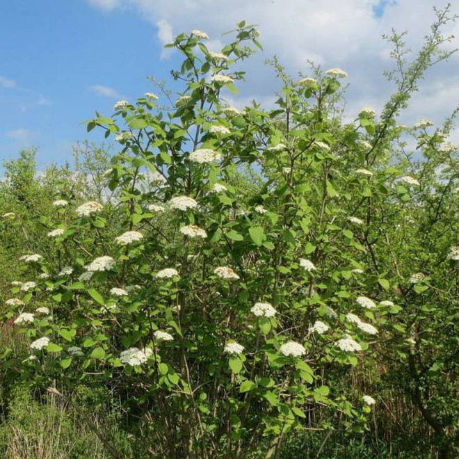Kalina lantana hordowina Viburnum