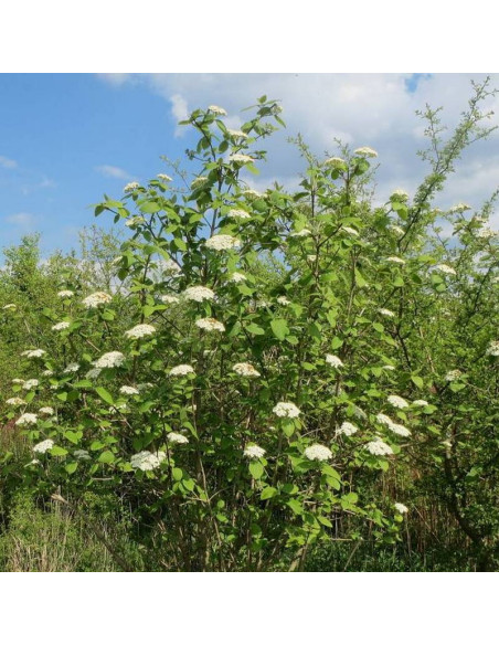 Kalina lantana hordowina Viburnum
