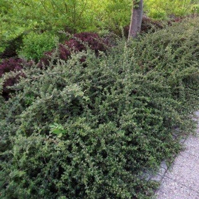 Skogholm Irga szwedzka Cotoneaster suecicus