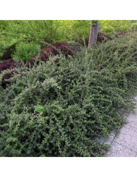 Skogholm Irga szwedzka Cotoneaster suecicus