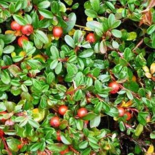 Cotoneaster suecicus Irga szwedzka Skogholm