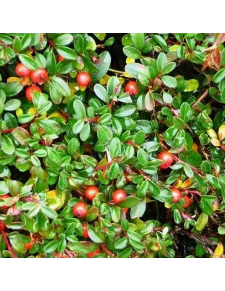 Cotoneaster suecicus Irga szwedzka Skogholm